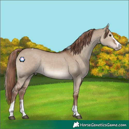 Horse Color:Liver Red Dun Splash Tobiano 