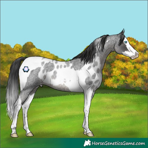 Horse Color:Blue Roan Splash Tobiano Skewed Appaloosa Rabicano 