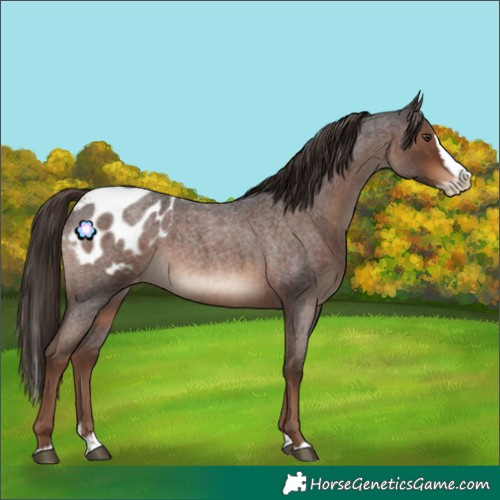 Horse Color:Liver Red Roan Splash Appaloosa
