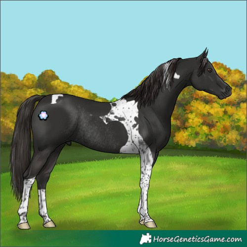 Horse Color:Liver Chestnut Tobiano Rabicano 