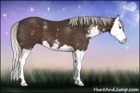 Horse Color:Silver Bay Sabino Splash