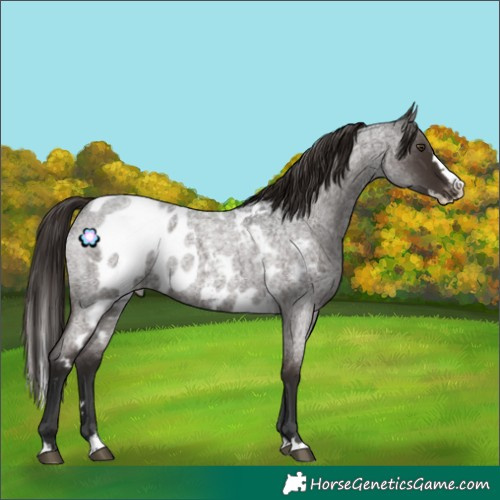 Horse Color:Liver Red Roan Splash Skewed Appaloosa