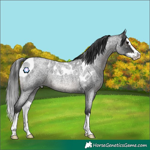 Horse Color:Blue Roan Splash Skewed Appaloosa Rabicano