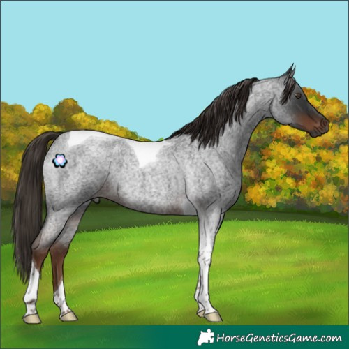 Horse Color:Gray Liver Red Roan Tobiano Rabicano 