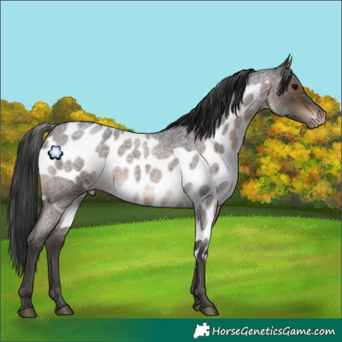 Horse Color:Brown Roan Skewed Appaloosa Rabicano 