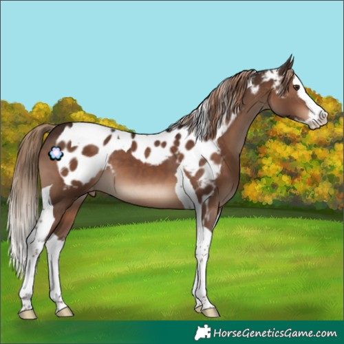 Horse Color:Liver Chestnut Splash Tobiano Skewed Appaloosa 
