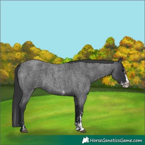 Horse Color:Blue Roan Sabino Splash and Blue Roan Sabino Splash
