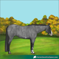 Horse Color:Blue Roan Sabino Splash  and Blue Roan Sabino Splash 