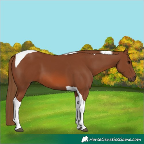 Horse Color:Chestnut Tobiano
