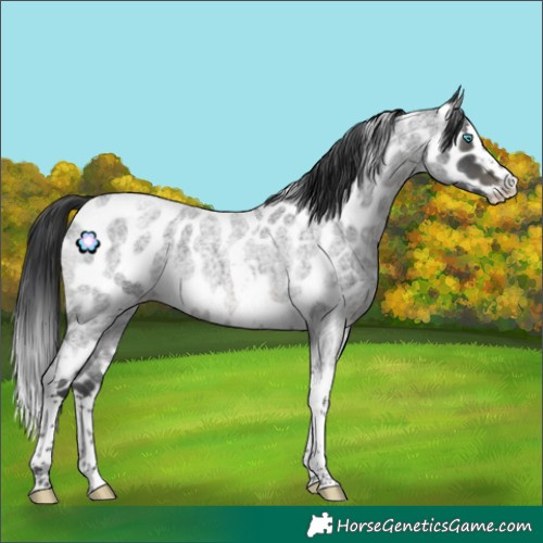 Horse Color:Blue Roan Splash Tobiano Appaloosa Rabicano