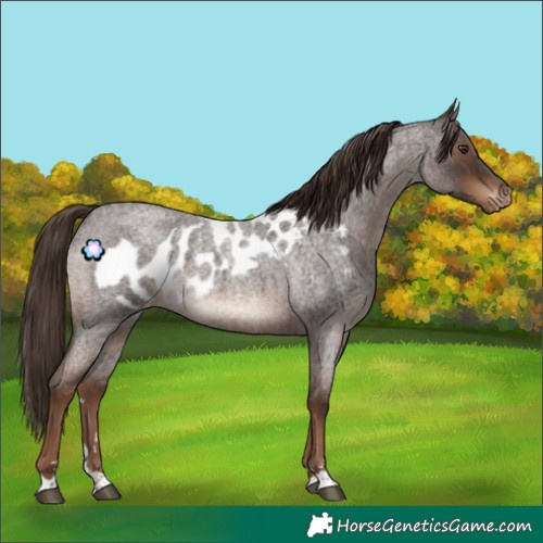 Horse Color:Liver Red Roan Skewed Appaloosa 