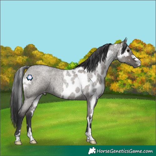 Horse Color:Grullo Roan Skewed Appaloosa Rabicano