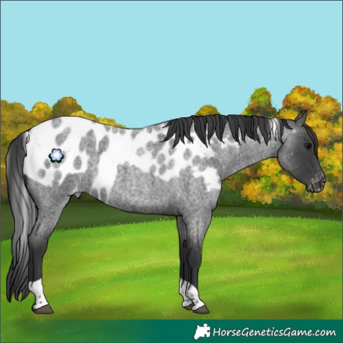 Horse Color:Blue Roan Tobiano Skewed Appaloosa Rabicano 