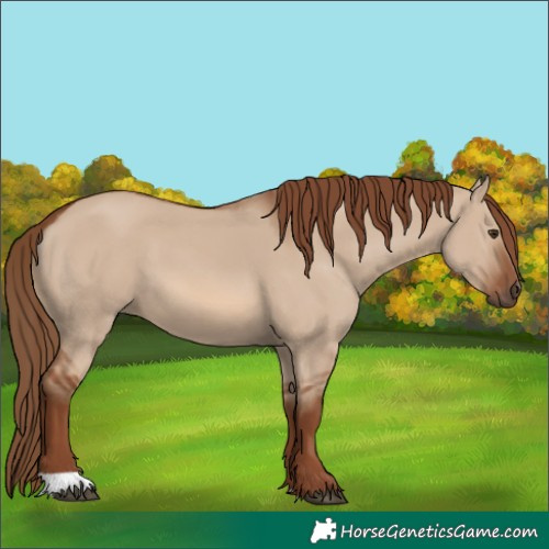 Horse Color:Red Dun 