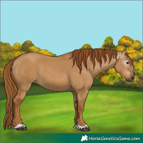 Horse Color:Gray Red Dun