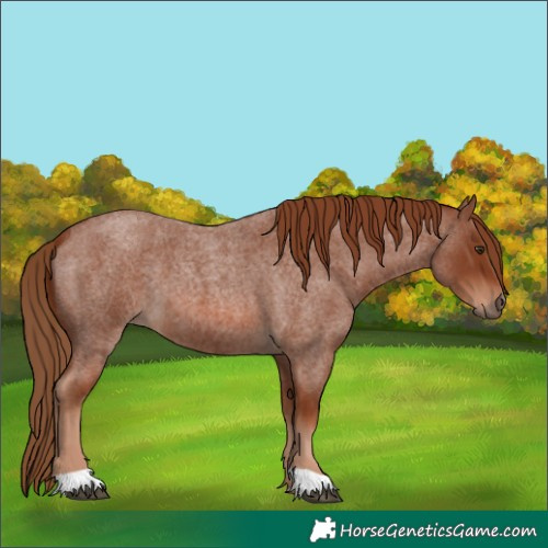 Horse Color:Red Roan