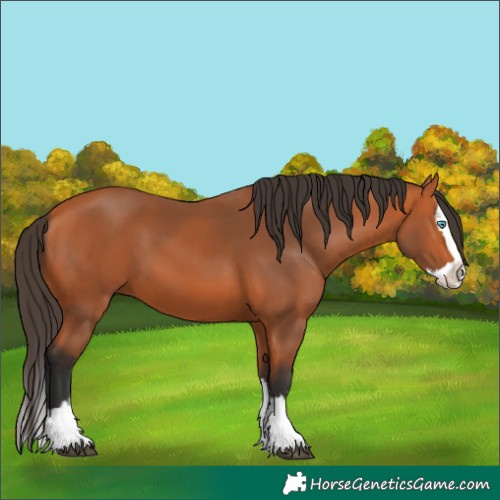 Horse Color:Bay Splash 