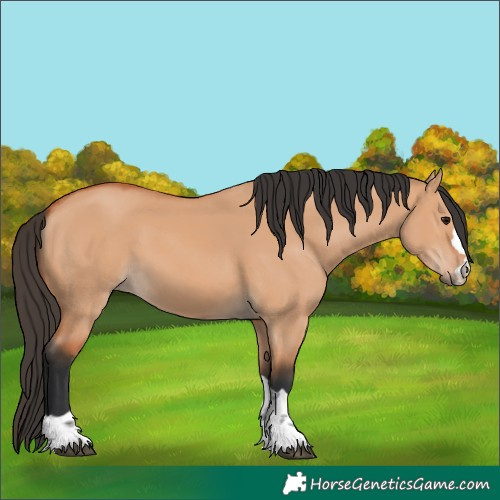 Horse Color:Bay Dun