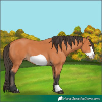 Horse Color:Bay Frame 