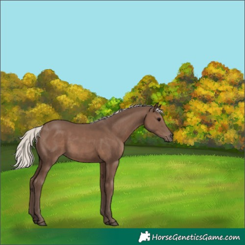 Horse Color:Silver Black 