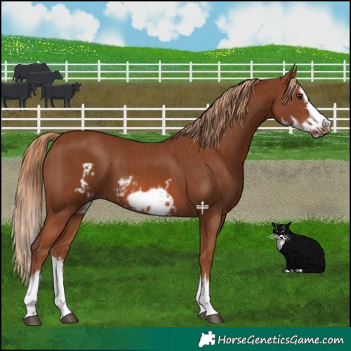 Horse Color:Chestnut Splash Frame  and Chestnut Splash Frame 