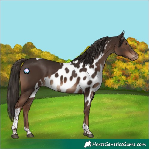 Horse Color:Liver Chestnut Tobiano Skewed Appaloosa 
