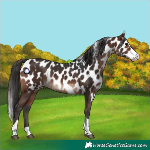 Horse Color:Brown Splash Tobiano Skewed Appaloosa Rabicano 