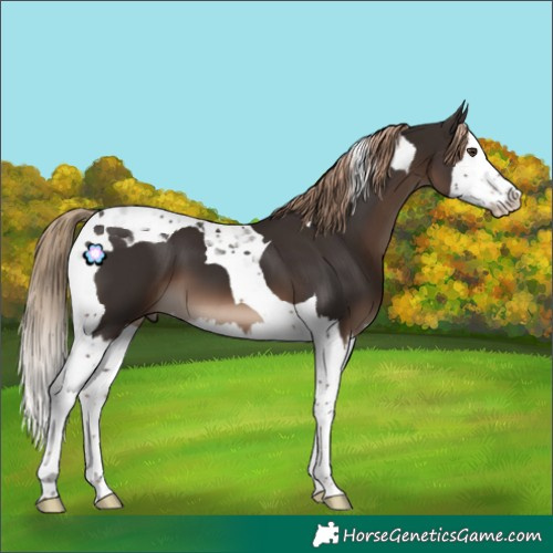 Horse Color:Liver Chestnut Splash Tobiano 