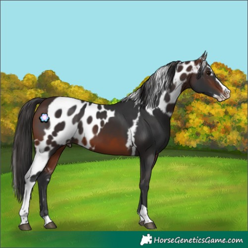 Horse Color:Brown Splash Tobiano Skewed Appaloosa Rabicano
