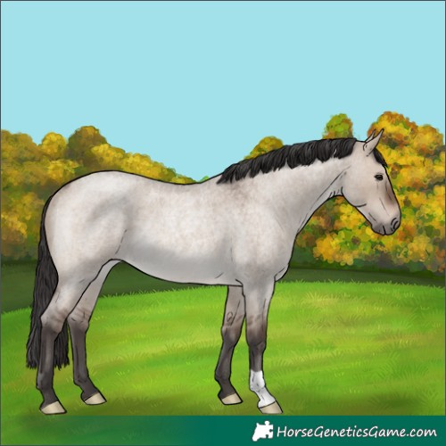 Horse Color:Brown Roan Dun Rabicano