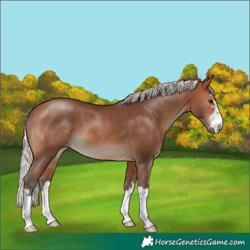 Horse Color:Silver Brown