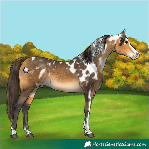 Horse Color:Buckskin Splash Tobiano Skewed Appaloosa