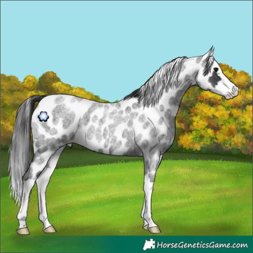 Horse Color:Blue Roan Splash Appaloosa 