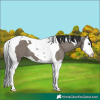 Horse Color:Grullo Splash Tobiano