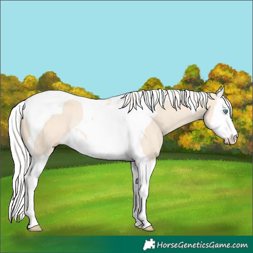 Horse Color:Cremello Splash Tobiano Rabicano 