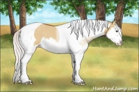 Horse Color:Silver Bay Dun Sabino Splash Tobiano