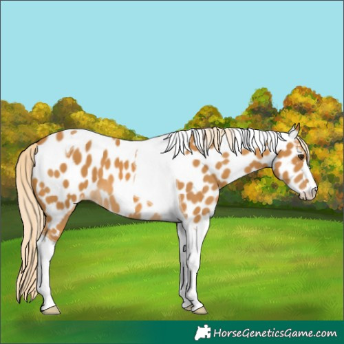 Horse Color:Palomino Tobiano Near Leopard