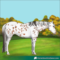 Horse Color:Bay Tobiano Leopard