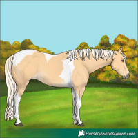 Horse Color:Palomino Tobiano
