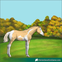 Horse Color:Palomino Splash Tobiano