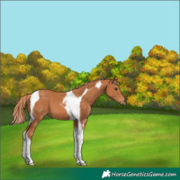 Horse Color:Chestnut Tobiano