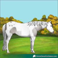 Horse Color:Gray Grullo Splash Tobiano
