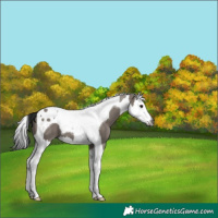 Horse Color:Gray Grullo Splash Tobiano