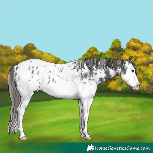 Horse Color:Smoky Black Sabino Splash Blanket 