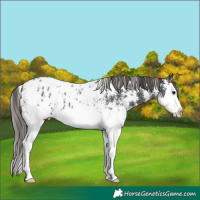 Horse Color:Smoky Black Sabino Splash Appaloosa 