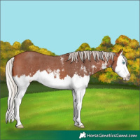 Horse Color:Silver Bay Sabino Splash
