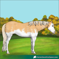 Horse Color:Palomino Sabino Splash 