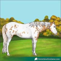 Horse Color:Palomino Splash Tobiano Near Leopard 