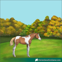 Horse Color:Chestnut Splash Tobiano
