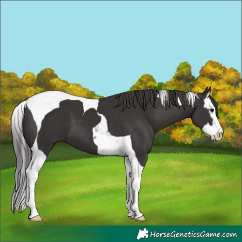 Horse Color:Smoky Black Splash Tobiano 